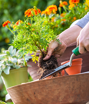 Garden maintenance Melbourne