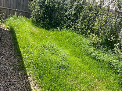 pest control services melbourne
