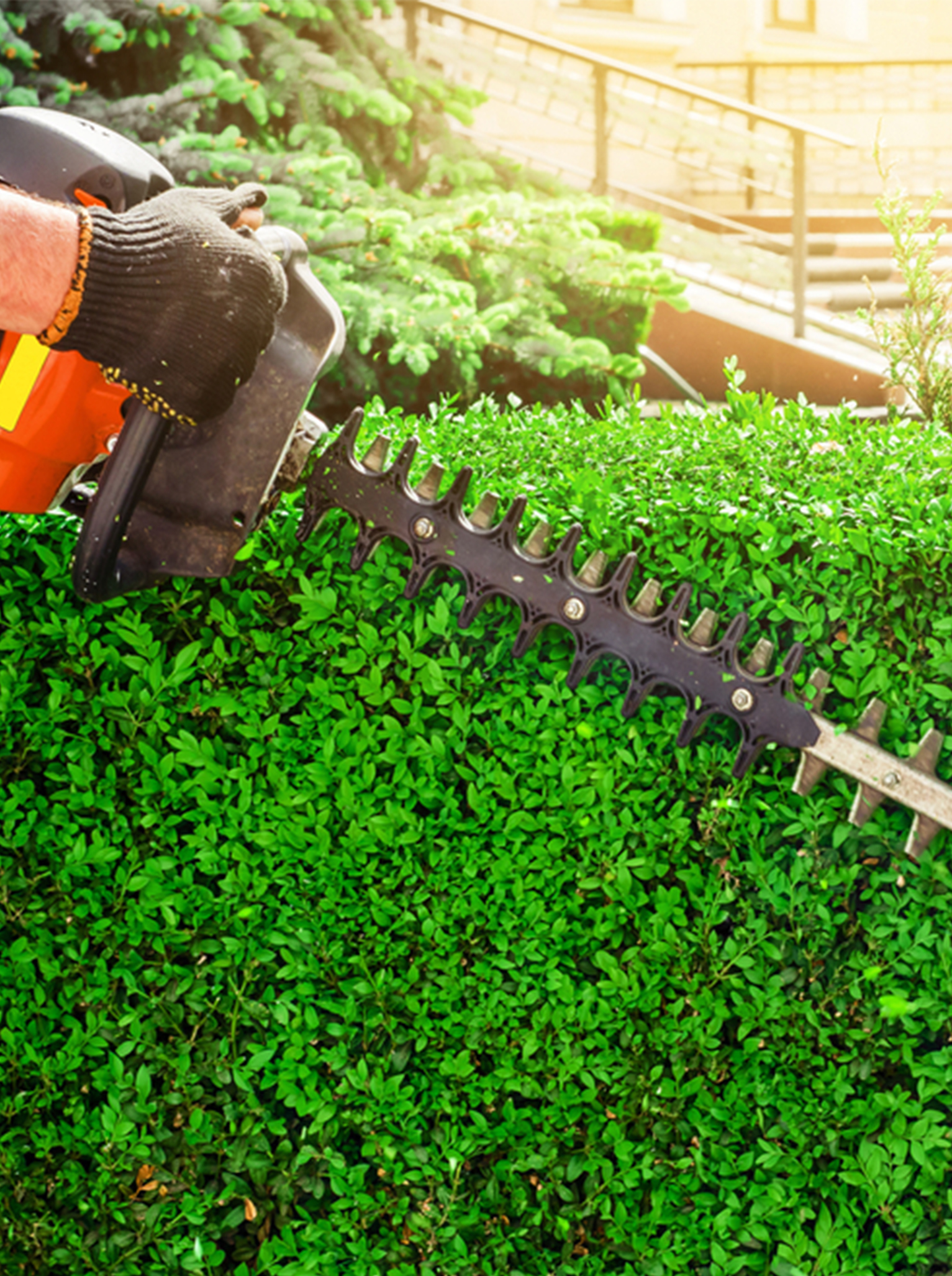 tree pruning services melbourne