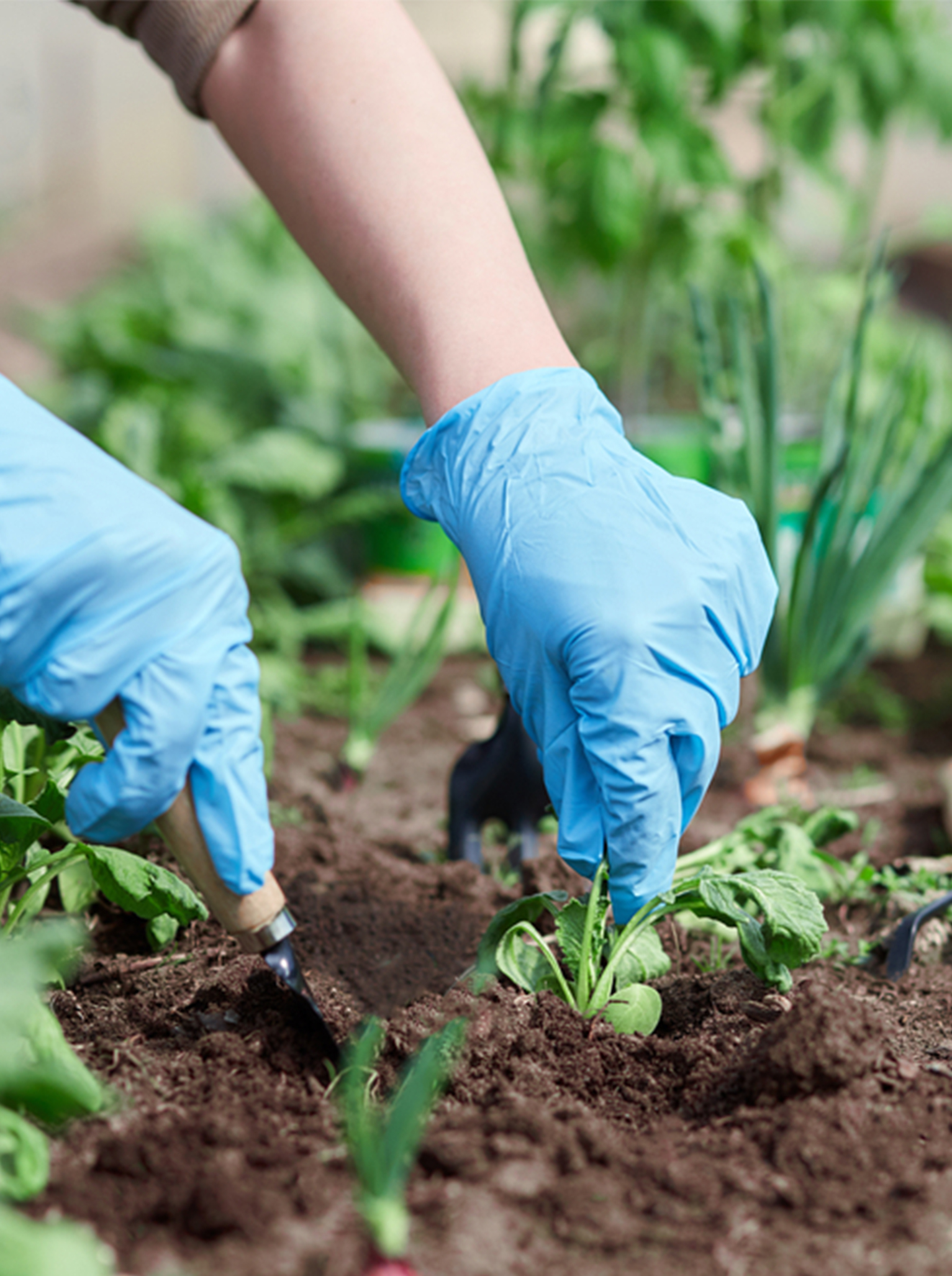 weed control melbourne