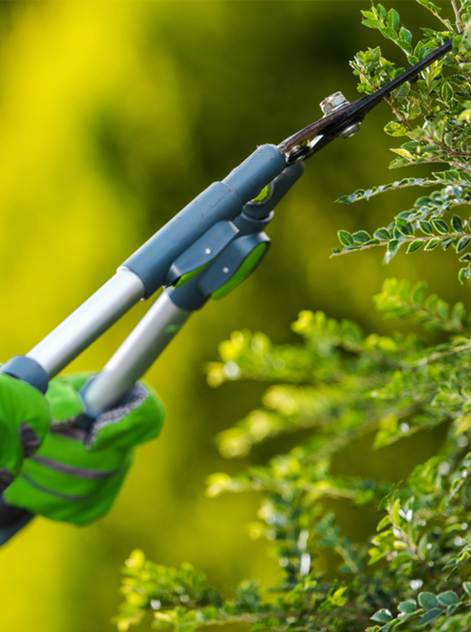 hedge trimmer melbourne