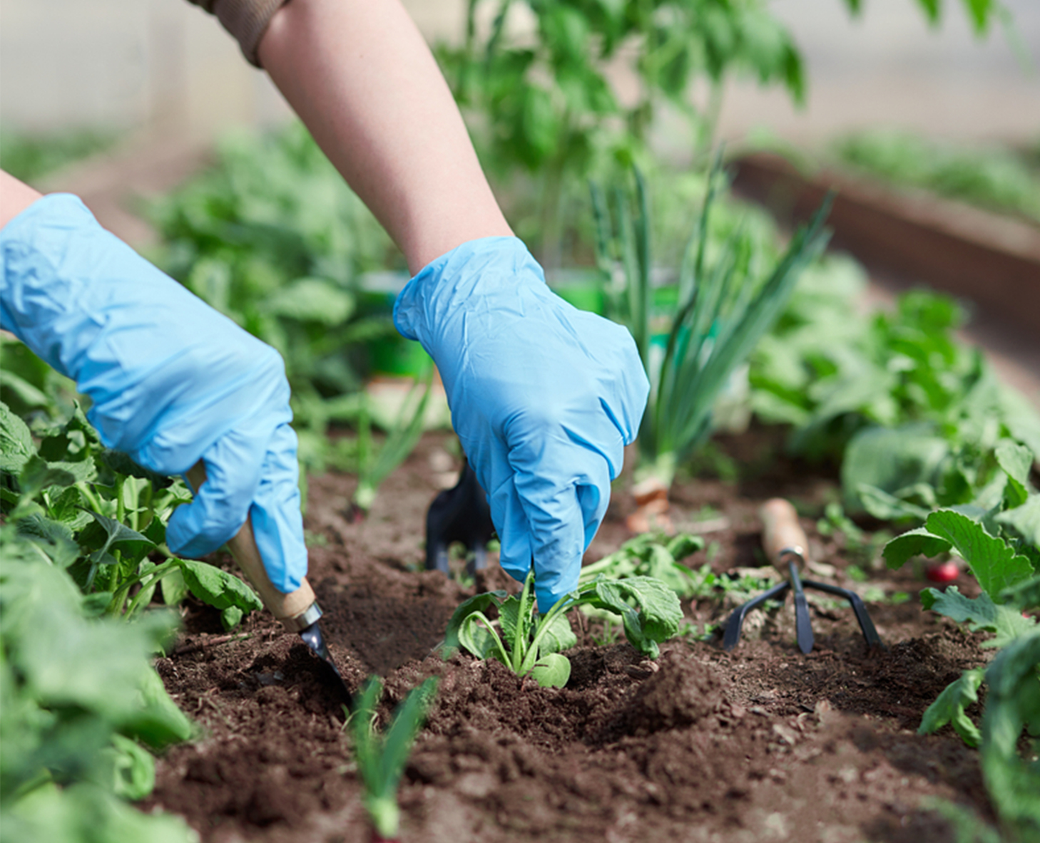 pest control services melbourne