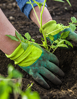 Garden maintenance Melbourne