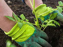 weed control melbourne