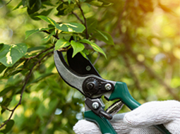 pest control services melbourne